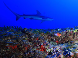 Galapagos Shark and Hawaiian Anthias at Laysan. 
