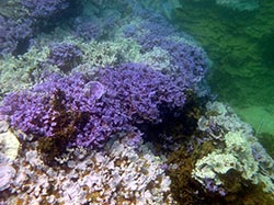 Bleached coral (<em>Montipora flabellata</em>) at Lisianski Island.