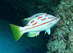 The Hawaiian Pigfish (Bodianus bathycapros) is a rare deep-water fish, previously known only from submersible observations and never before seen or photographed by divers.   