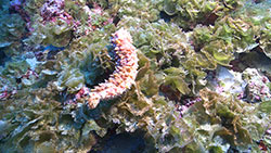 A new species of sea cucumber in the genus <em>Stichopus</em>.