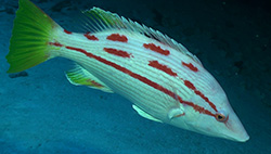 The Hawaiian Pigfish (<em>Bodianus bathycapros</em>) is a rare deep-water fish, previously known only from submersible observations and never before seen or photographed by divers.