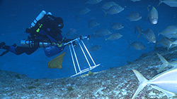 NOAA scientific diver Brian Hauk photographs the bottom at 250 feet at Pearl and Hermes Atoll. 