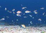 Deep reef fishes at 270 feet, Pearl and Hermes Atoll.  