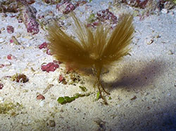 An unidentified brown algae photographed at 280 feet off Lisianski Island, possibly in the genus <em>Sporochnus</em>. 