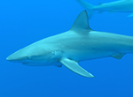Galapagos sharks at Lisianski, filmed while divers decompress.  
