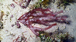An unidentified red algae photographed at 280 feet off Lisianski Island. 