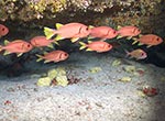 Yellowfin Soldierfish (Myripristes chryseres), better known as menpachi by local fishermen, in 200 feet of water at French Frigate Shoals.  