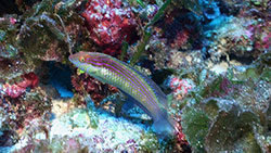 A probable new species of wrasse in the genus <em>Suezichthys</em>, photographed at 180 feet at Pearl and Hermes Atoll.