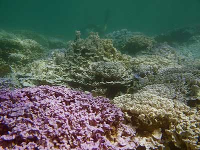 Bleached coral (<em>Montipora dilatata</em>) at Lisianski Island.