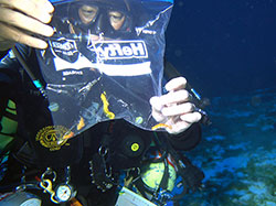 NOAA scientist Dr. Randall Kosaki holds up a plastic bag containing just-collected, live specimens of probable new species of seahorse (<em>Hippocampus</em> sp.) and dragonet fish (<em>Synchiropus</em> sp.) at 290 feet, Pioneer Bank, Papahānaumokuākea Marine National Monument.