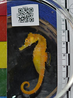 A new species of seahorse collected by NOAA scientists at 300 feet, Pioneer Bank, Papahānaumokuākea Marine National Monument.