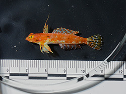 A new species of dragonet fish collected by NOAA scientists at 300 feet, Pioneer Bank, Papahānaumokuākea Marine National Monument.