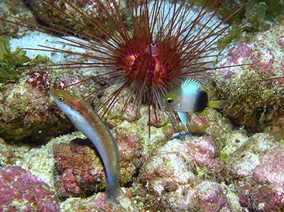 Rare species at a depth of 300 feet at Kure Atoll in Papahānaumokuākea Marine National Monument.