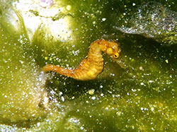 A new species of seahorse collected by NOAA scientists at 300 feet on Pioneer Bank inside Papahānaumokuākea Marine National Monument.