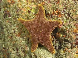A sea star not previously recorded from Hawaiʻi.