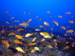 A high-endemism reef fish community at 300 feet on Kure Atoll inside Papahānaumokuākea Marine National Monument.