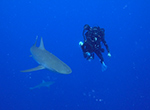 Diver/videographer Rob Whitton filming a Galapagos shark at French Frigate Shoals, Papahānaumokuākea Marine National Monument.