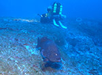 A Hawaiian Grouper (<em>Epinephelus quernus</em>), an endemic Hawaiian fish (found nowhere else in the world), cruises a deep reef at 300 feet at Kure Atoll, Papahānaumokuākea Marine National Monument.