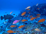A high-endemism deep reef fish community at 300 feet, Kure Atoll, Papahānaumokuākea Marine National Monument.