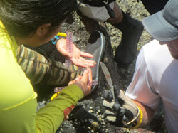 Researchers Dr. Chris Bird and Kehau Springer measure ʻopihi at Mokumanamana.