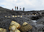 Large blackfoot ʻopihi (ʻopihi makaiauli) line the shoreline; in the distance the intertidal monitoring team checks for waves.
