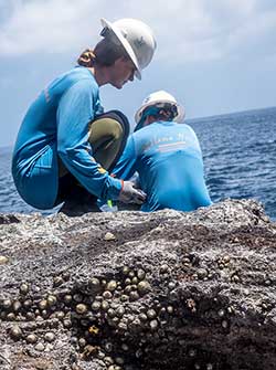 Crewmember Kelly Lescomb counting ʻopihi as part of the Intertidal Monitoring survey with NOAA.