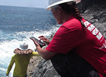 Researchers use a special mobile app to record counts of ʻopihi along the shoreline of Nihoa in Papahānaumokuākea Marine National Monument.