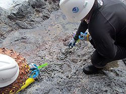 Researchers count and measure ʻopihi along the rocky shorelines of Nihoa.