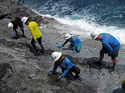 Researchers count ʻopihi along the rocky shorelines of Nihoa.