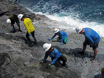 Researchers count ʻopihi along the rocky shorelines of Nihoa during 2015 expedition.