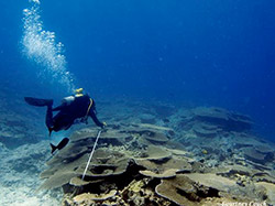 Diver conducting a reef transect at French Frigate Shoals.