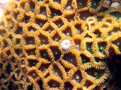 A colony of zoanthids.