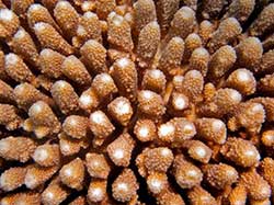 Close up of a finger staghorn coral.