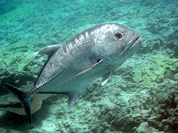 An ulua aukea, or giant trevally cruises the reef at French Frigate Shoals.