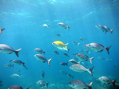 A school of Nenue, or gray chubs cruise the shallows at French Frigate Shoals.