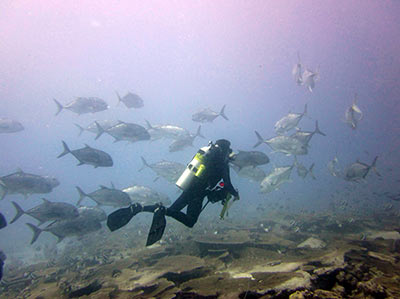 A diver encounters a school of ulua aukea, or giant trevally (<em>Caranx ignobilis</em>) while conducting a survey at French Frigate Shoals.