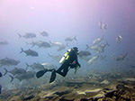 A diver encounters a school of ulua aukea, or giant trevally.