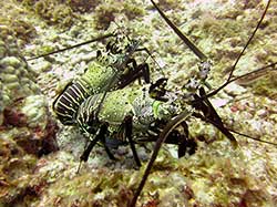 Banded spiny lobster on a reef about 80 feet deep at French Frigate Shoals.