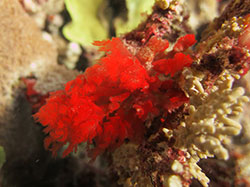 Red algae at French Frigate Shoals.