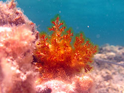 Red algae on a shallow reef at French Frigate Shoals.