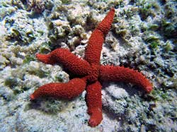 The seastar Mithrodia fisheri on a shallow backreef at French Frigate Shoals. 