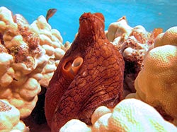 Day octopus peeks out of lobe coral on a shallow reef at French Frigate Shoals. 