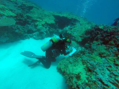 Nyssa surveying corals at French Frigate Shoals.