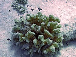 Domino Damselfish (Dascyllus albisella) shelter in a cauliflower coral (Pocillopora sp.).  
