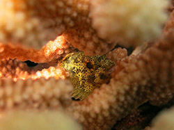 Speckled Scorpionfish (Sebastapistes coniorta) tucked into the branches of a Pocillopora on Oʻahu.