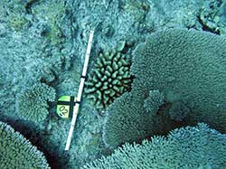 Example of size photo taken of a coral at French Frigate Shoals.    