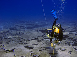 Chelsie observes coral communities at French Frigate Shoals.  