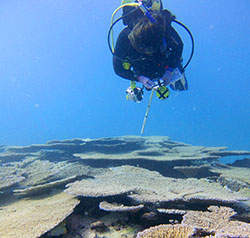 Eileen assists with coral assessment work at French Frigate Shoals.    