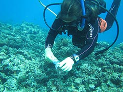 Eileen collecting dead coral rubble at Midway lagoon.