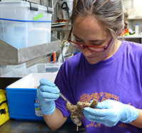 Eileen removes the larger bioeroders from the dead coral samples in the wet lab. 